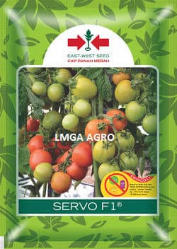 servo f1, produk tomat servo, tomat servo,benih tomat servo, bibit tomat servo, tomat servo di musim hujan, keunggulan benih tomat servo, tomat servo hasil 5 kg, pupuk untuk tomat servo, tanaman tomat servo, umur tomat servo, tomat servo murah, jual benih tomat servo, bibit tomat servo murah, panah merah, lmga agro