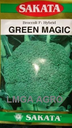 Brokoli Green Magic, Benih Brokoli Green Magic, Green Magic, Jual Brokoli Green Magic, Sakata Seed, Harga Murah, Terbaru, Benih Brokoli Dan Bunga Kol, Lmga Agro