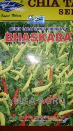Jual benih sayuran cabe bhaskara f1