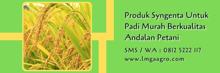 produk syngenta untuk padi,budidaya padi,petani,tanaman padi,fungisida,lmga agro