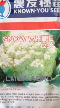 BUNGA KOL SNOW WHITE