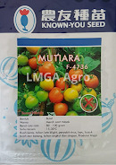 produk tomat mutiara, tomat mutiara, benih tomat mutiara, bibit tomat mutiara, tomat mutiara murah, jual benih tomat mutiara, tomat mutiara f1, known you seed, lmga agro
