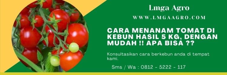 Cara menanam tomat, Cara menanam tomat di kebun, Tanaman tomat, Tanam tomat, Jual benih tomat, Benih tomat anti virus, Lmga Agro